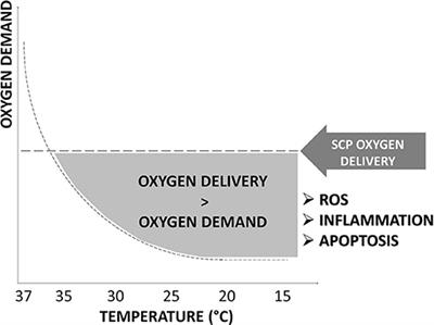 Nitric Oxide in Selective Cerebral Perfusion Could Enhance Neuroprotection During Aortic Arch Surgery